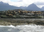 Sealion colony